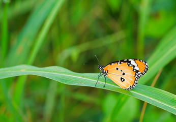 Orange butterfly wings.