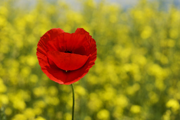 Rote Mohnblumen im gelben Rapsfeld