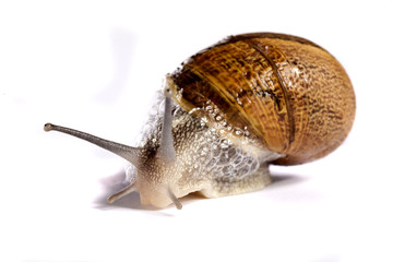 snail on white