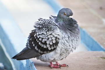 pigeon with cold