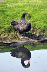 Fototapeta premium Trauerschwan