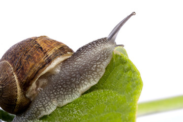 snail on white