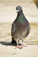 pigeon walking