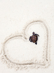 the baby turtle on beach