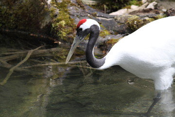 Obraz premium Kranich