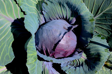Rotkohl