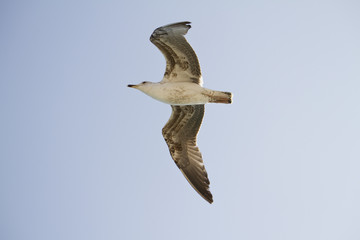 seagull in flight