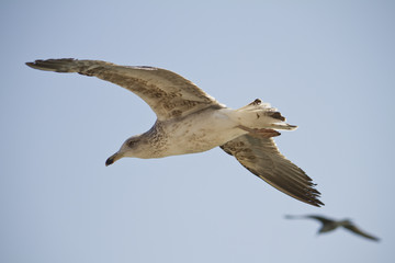 seagull in flight