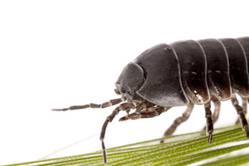 Woodlice bug
