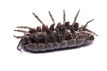 Woodlice bug