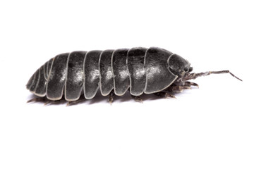 Woodlice bug