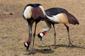 Crowned cranes