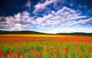 Nice poppy field