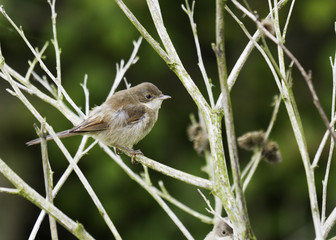A Young Reed Warbler (acrocephalus scirpaceus )