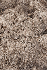 grass texture