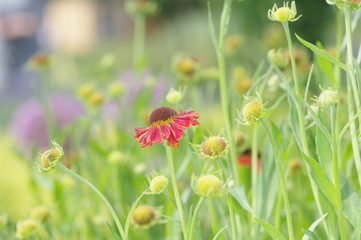 Rote Blume auf Wiese