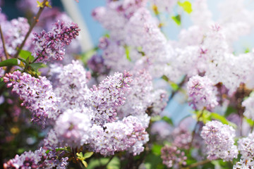 Obraz premium pink lilac