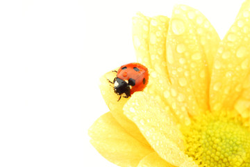 ladybug on yellow flower