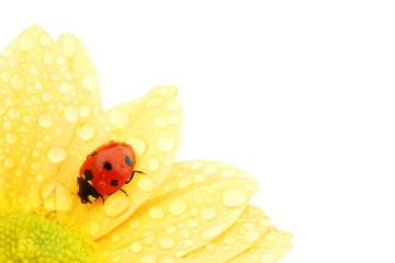 ladybug on yellow flower