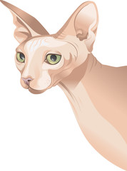 Hairless sphynx cat