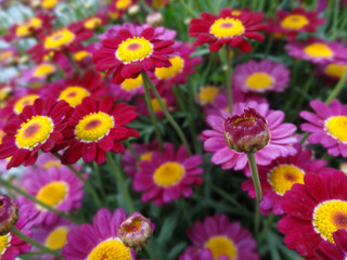 Fleurs roses et violettes