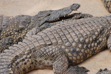 crocodiles