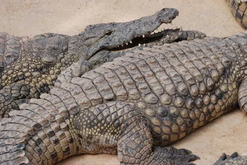 Cercles muraux Crocodile crocodiles