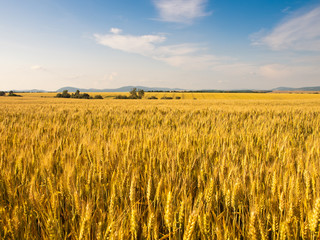 wheat land background