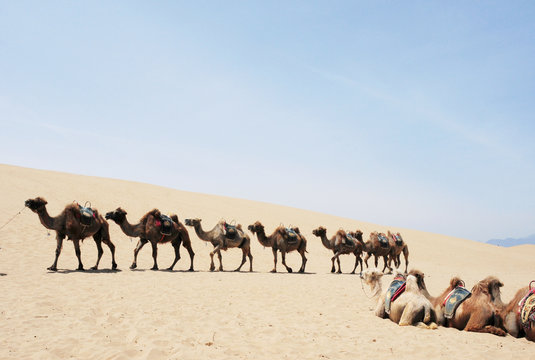 Camel safari in the deserts