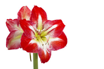Fototapeta na wymiar Red decorative flower.
