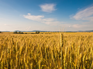 wheat land background