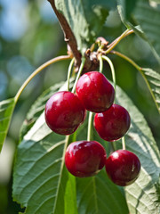 red cherry