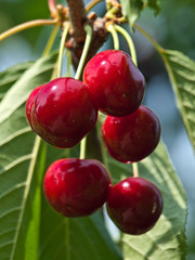 red cherry