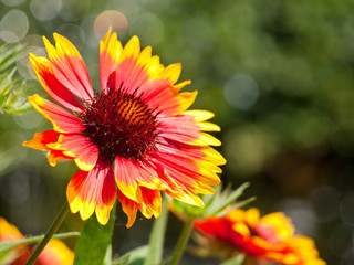 yellow and red flower