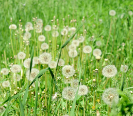 Field of dandelions