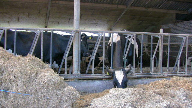 Cows on farm