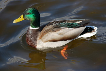 Mallard - male