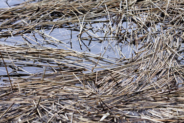 verwelktes Reed im Winter