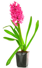 Pink hyacinth isolated on white background