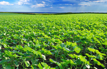 Field of sunflower