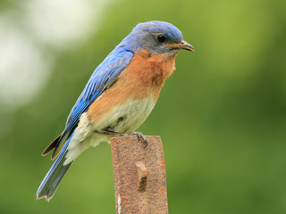 Male Eastern Bluebird (Sialia sialis) - Ontario, Canada