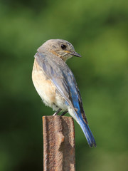Female Eastern Bluebird (Sialia sialis) - Ontario, Canada