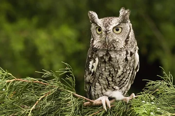 Abwaschbare Fototapete Eule Eastern Screech Owl - Grey Phase