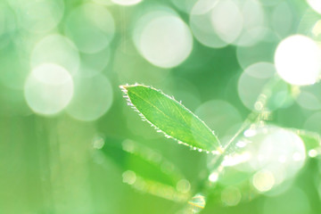 Obraz premium 草の葉