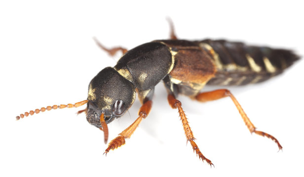 Rove beetle (Staphylinus caesareus)