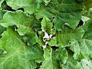 Floral background from the leaves of burdock