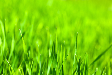 Macro of green corn blades on field background