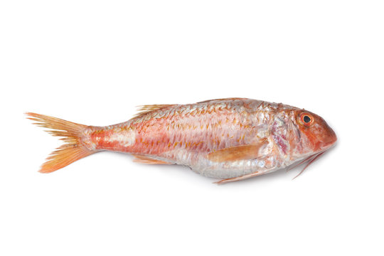 Whole single fresh Red mullet