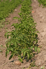 Close up of a potato field