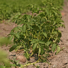 Close up of a potato field